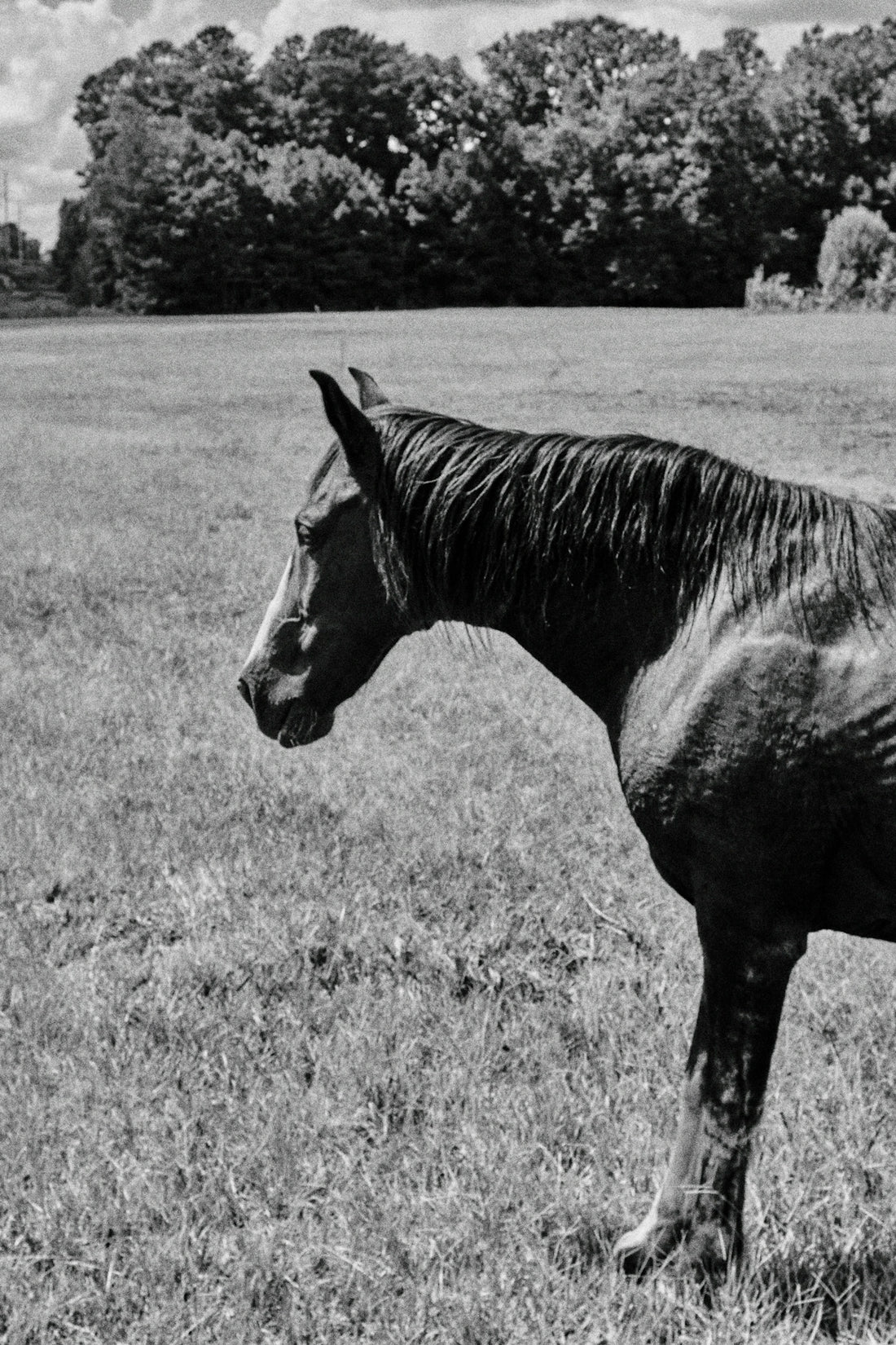 black horse on green grass field during daytime
