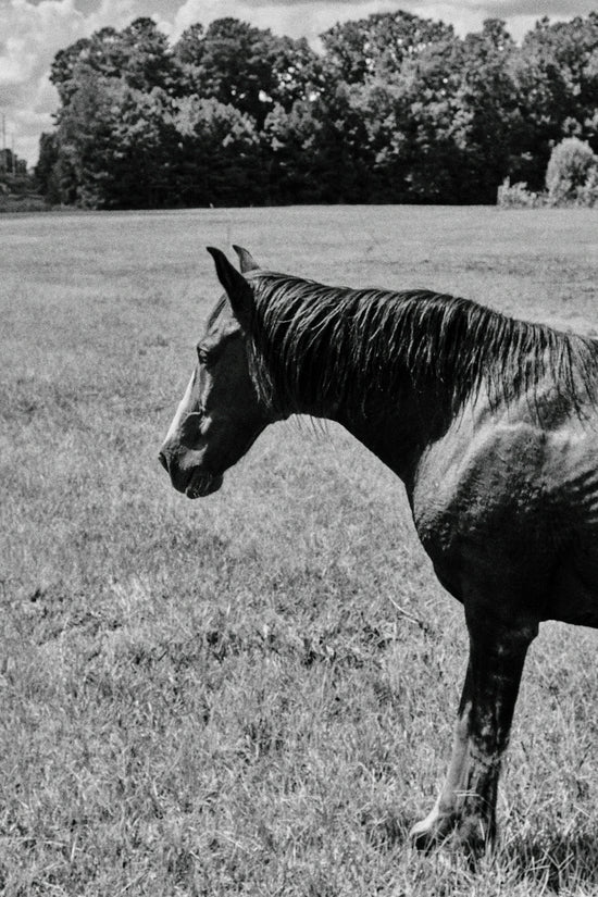 black horse on green grass field during daytime