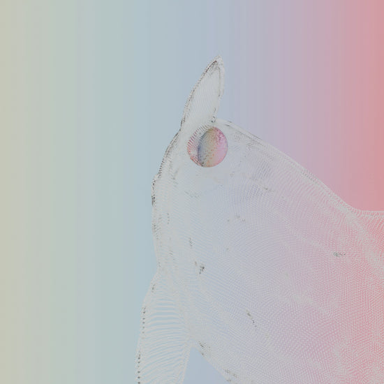 a close up of a horse's head on a colored background