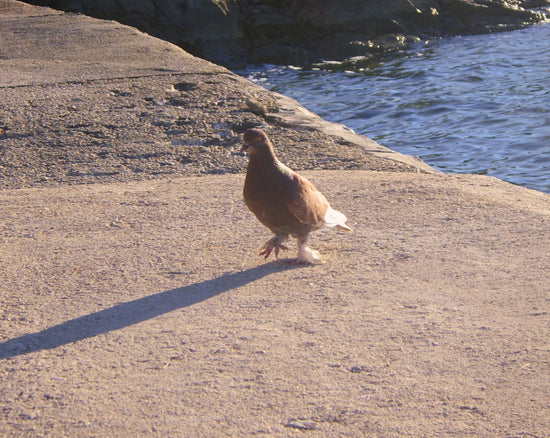 A bird is standing on the edge of the water