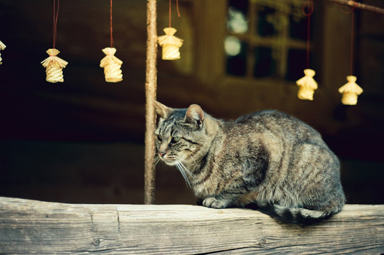 A tabby cat sits on a ledge near lights.