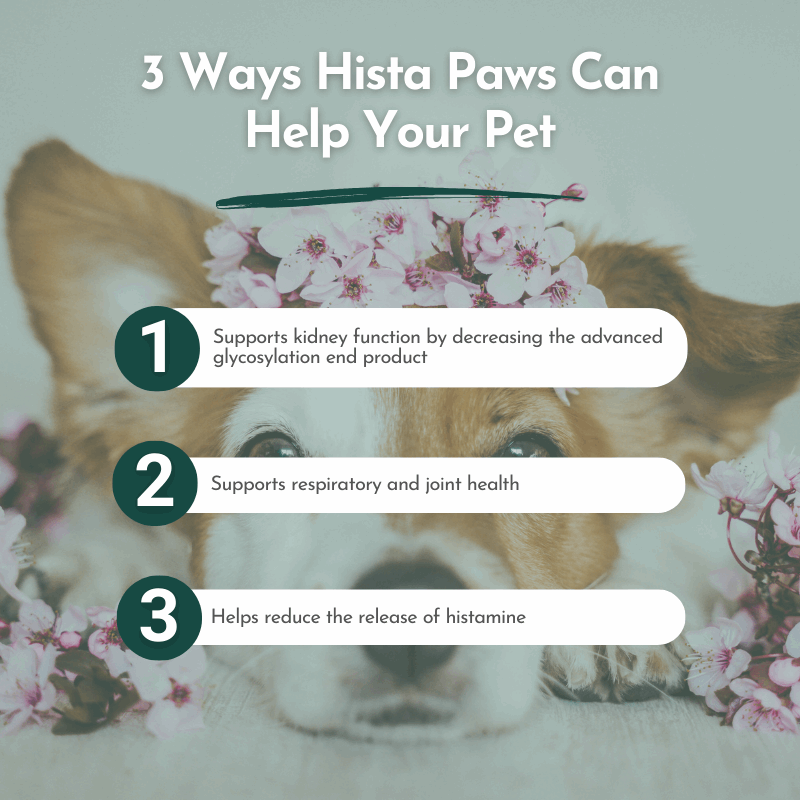 Hista Paws – with Quercetin for Dogs and Cats Vitamins & Supplements by Dr. Ruth Roberts