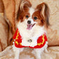 Handmade Regal French Court Dog Clothes Tailcoat Luxury Pet Suit With Shirt Lace and Gold Detailing