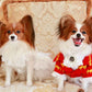 Handmade Regal French Court Dog Clothes Tailcoat Luxury Pet Suit With Shirt Lace and Gold Detailing
