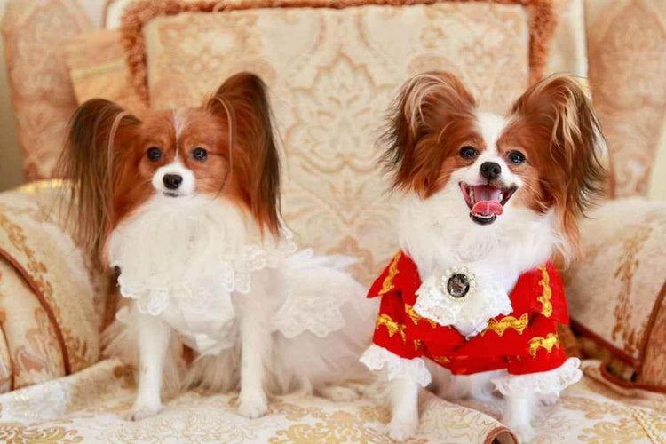 Handmade Regal French Court Dog Clothes Tailcoat Luxury Pet Suit With Shirt Lace and Gold Detailing - GiFTiFY