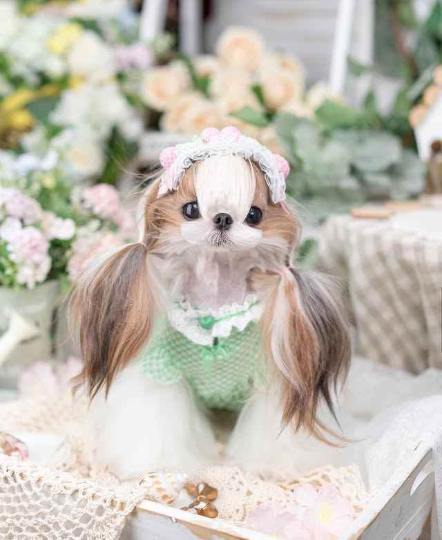 Luxury design dog Lacy Princess Puff Dress - GiFTiFY