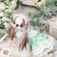 Luxury design dog Lacy Princess Puff Dress