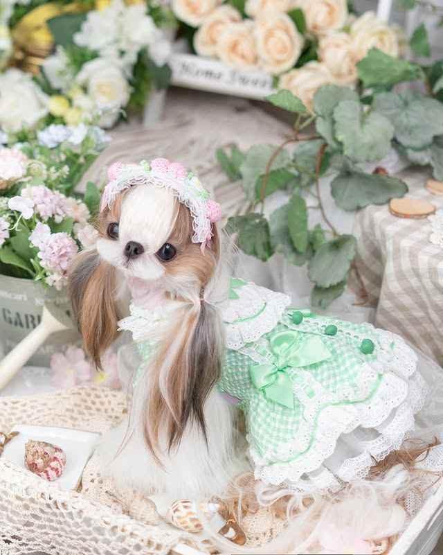 Luxury design dog Lacy Princess Puff Dress - GiFTiFY