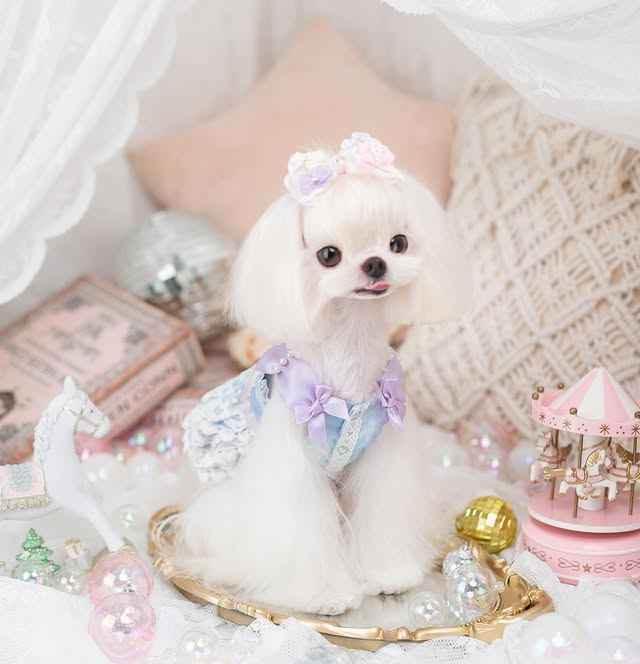 Luxury design Royal Frost Ruffle Dog Dress - GiFTiFY
