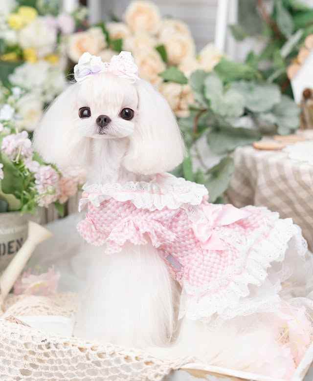 Luxury design dog Lacy Princess Puff Dress - GiFTiFY