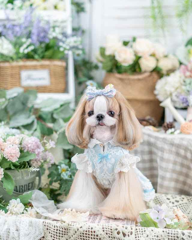 Luxury design dog dress vintage lace - GiFTiFY