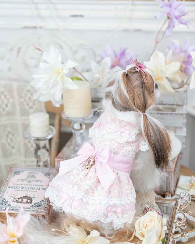 Luxury design dog dress vintage lace - GiFTiFY
