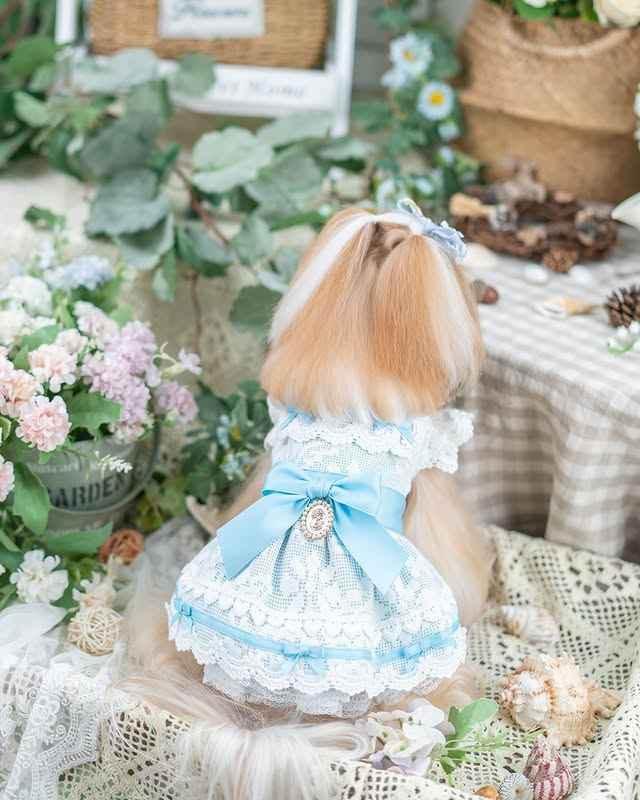 Luxury design dog dress vintage lace - GiFTiFY