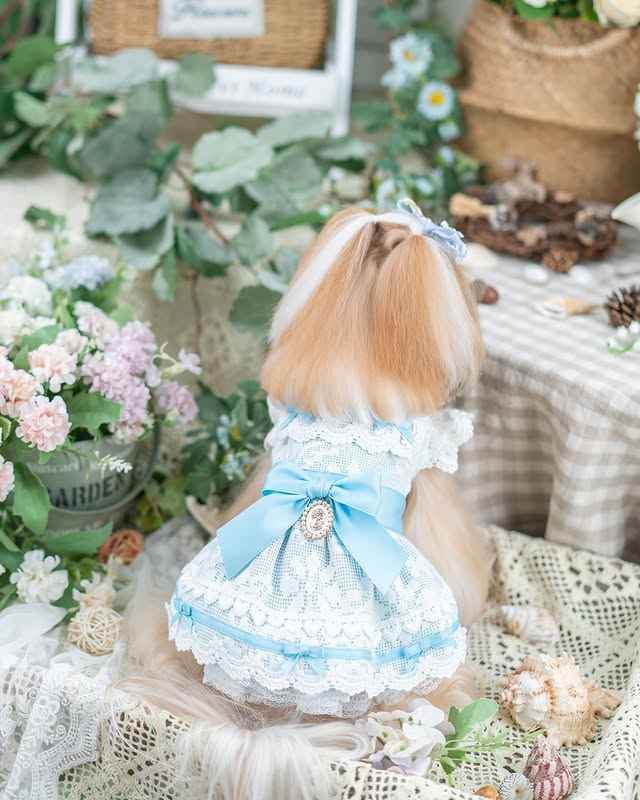 Luxury design dog dress vintage lace - GiFTiFY