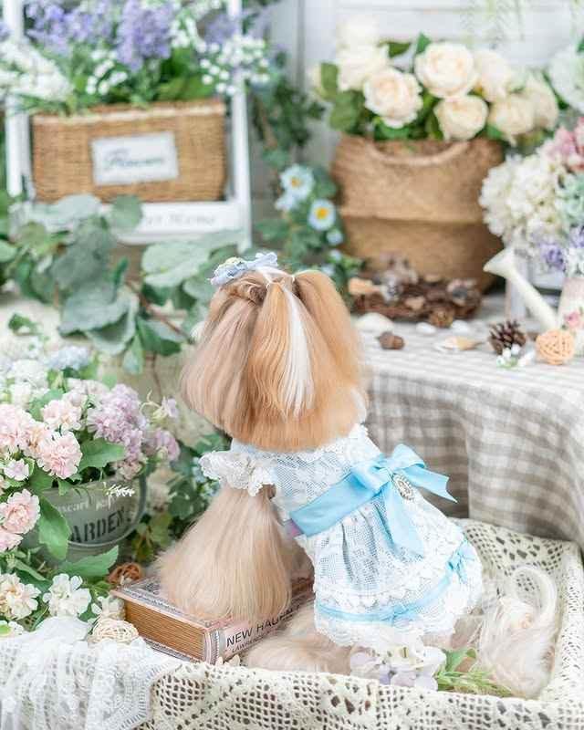 Luxury design dog dress vintage lace - GiFTiFY