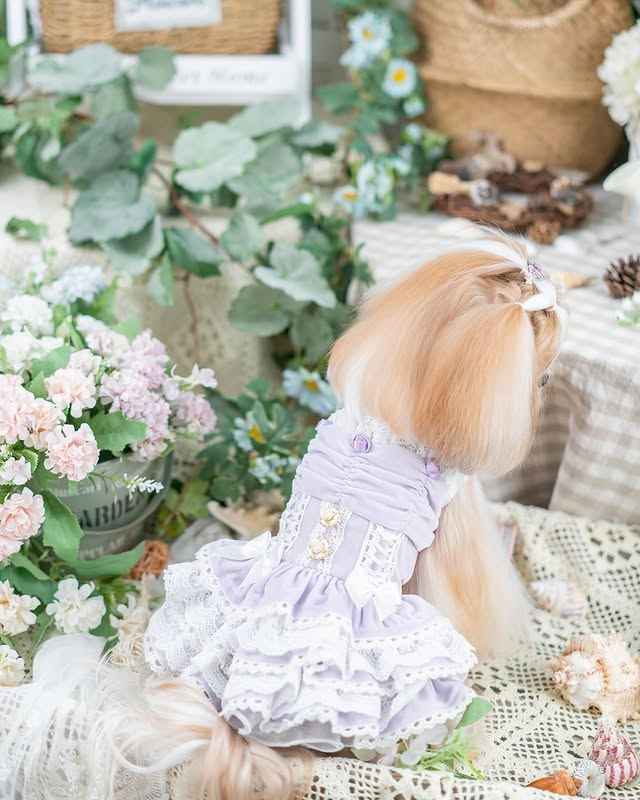 Luxury design dog dress velvet rose 2 colors