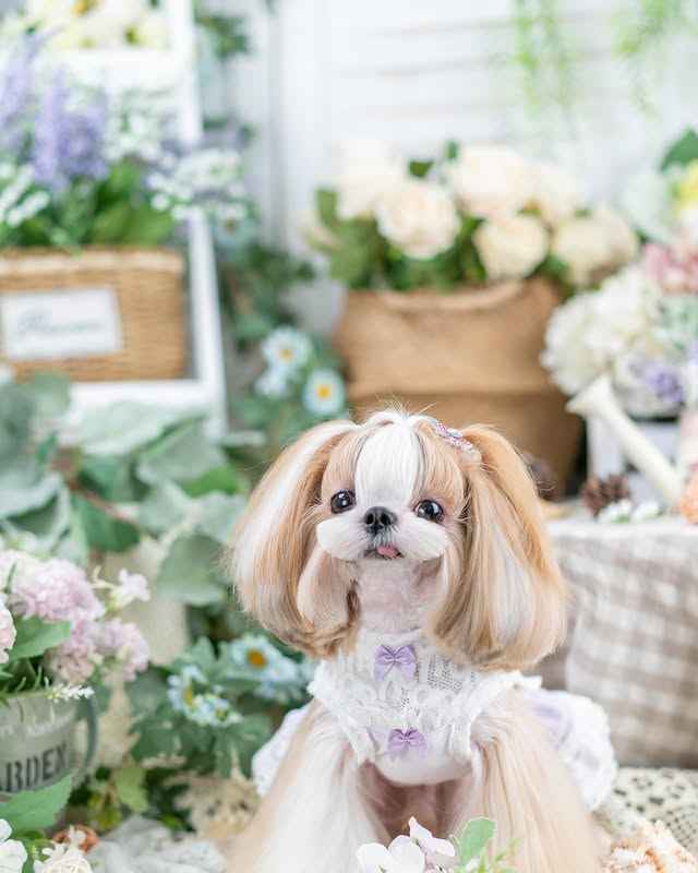 Luxury design dog dress velvet rose 2 colors