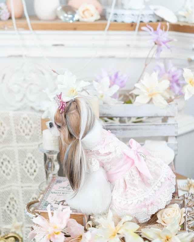 Luxury design dog dress vintage lace - GiFTiFY