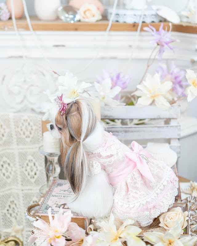 Luxury design dog dress vintage lace - GiFTiFY