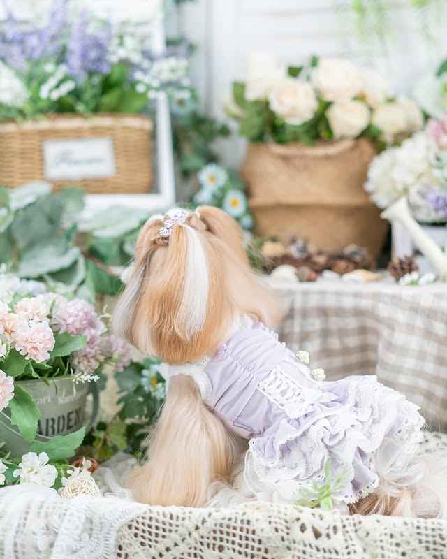 Luxury design dog dress velvet rose 2 colors