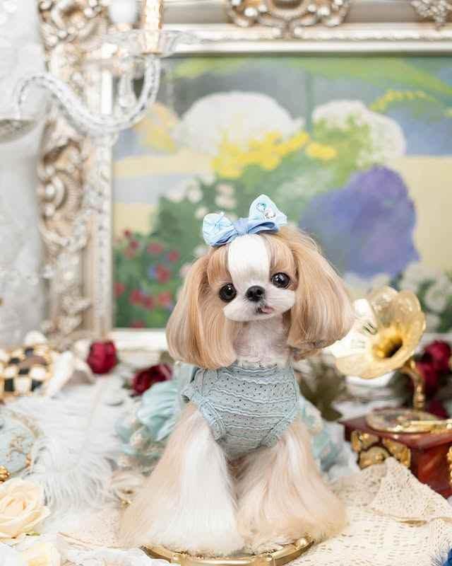 Luxury design high quality dog dress lace big bow - GiFTiFY