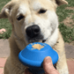 Ultra-Durable Flying Saucer Chew Toy & Treat Dispenser for Dogs