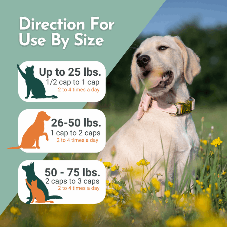 Hista Paws – with Quercetin for Dogs and Cats Vitamins & Supplements by Dr. Ruth Roberts