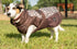 All Weather Dog Coat - GiFTiFY