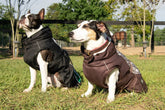 All Weather Dog Coat - GiFTiFY
