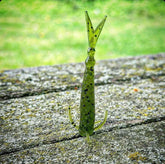 The Sharpshooter - GiFTiFY