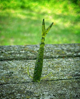 The Sharpshooter - GiFTiFY