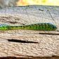 The Gadsden Fish or Die Bait Company