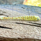 The Gadsden Fish or Die Bait Company