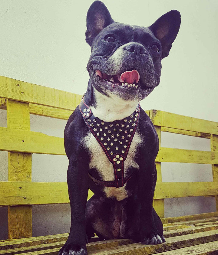 ''Frenchie'' studded leather harness Small to Medium Size - GiFTiFY
