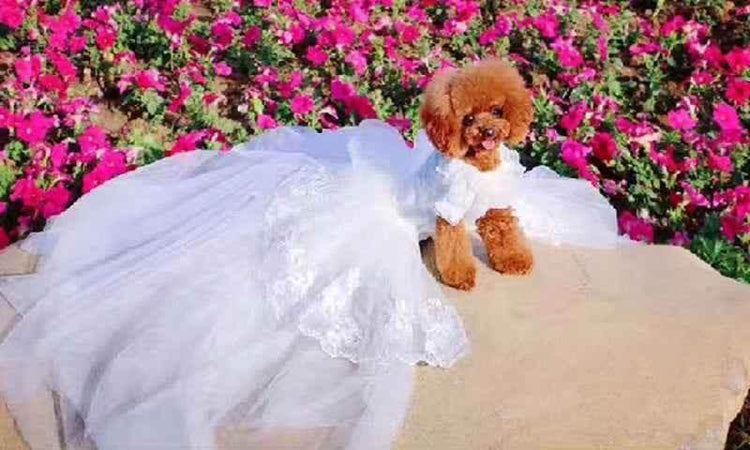 Handmade Luxury White Pet Wedding Dress Dogs Cats Bridal Gown - GiFTiFY