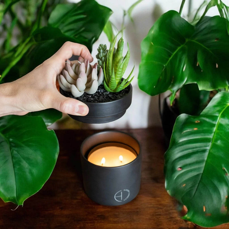 The Hidden Candle Succulent & Candle by Hidden Candles