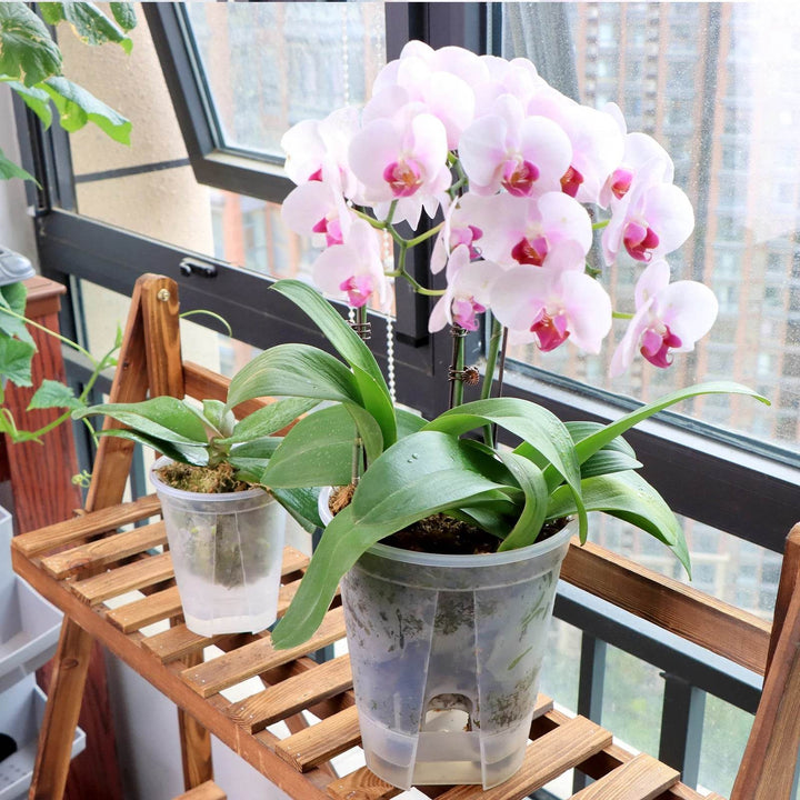 Premium Clear Desktop Resin Flower Pot, Transparent Nurturing Your Green Plants - Suitable for Placing Orchids - GiFTiFY