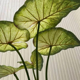 Large Lotus Leaves with Roots Plant Artificial Green Home Landscape Garden Decor Simulation Plants Wedding Party Table Decor - GiFTiFY
