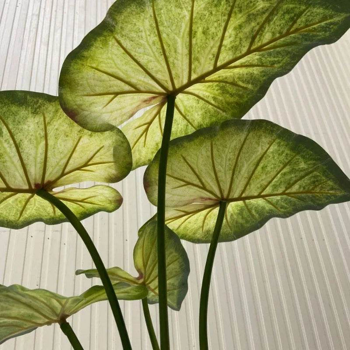 Large Lotus Leaves with Roots Plant Artificial Green Home Landscape Garden Decor Simulation Plants Wedding Party Table Decor - GiFTiFY