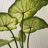 Large Lotus Leaves with Roots Plant Artificial Green Home Landscape Garden Decor Simulation Plants Wedding Party Table Decor