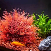 Fish Tank Landscape Decoration, Simulation Water Plants,Aquarium Scenery Decoration Pieces, Fake Water Plants - GiFTiFY