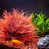 Fish Tank Landscape Decoration, Simulation Water Plants,Aquarium Scenery Decoration Pieces, Fake Water Plants - GiFTiFY