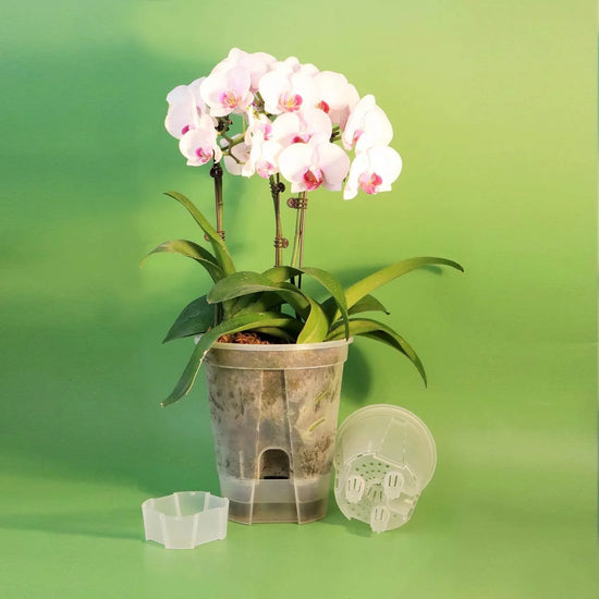 Premium Clear Desktop Resin Flower Pot, Transparent Nurturing Your Green Plants - Suitable for Placing Orchids - GiFTiFY