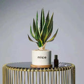 Artificial Aloe Vera Fake Succulents Simulated Agave Green Tropical Leaves Garden Balcony Office Christmas Party Home Deco Plant