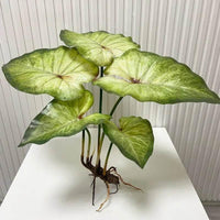 Large Lotus Leaves with Roots Plant Artificial Green Home Landscape Garden Decor Simulation