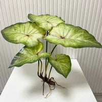 Large Lotus Leaves with Roots Plant Artificial Green Home Landscape Garden Decor Simulation
