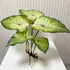 Large Lotus Leaves with Roots Plant Artificial Green Home Landscape Garden Decor Simulation Plants Wedding Party Table Decor