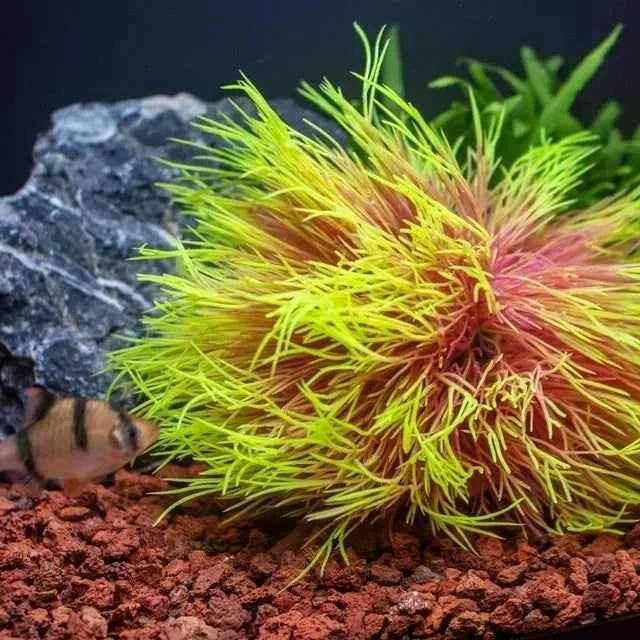 Fish Tank Landscape Decoration, Simulation Water Plants,Aquarium Scenery Decoration Pieces, Fake Water Plants by DSERS