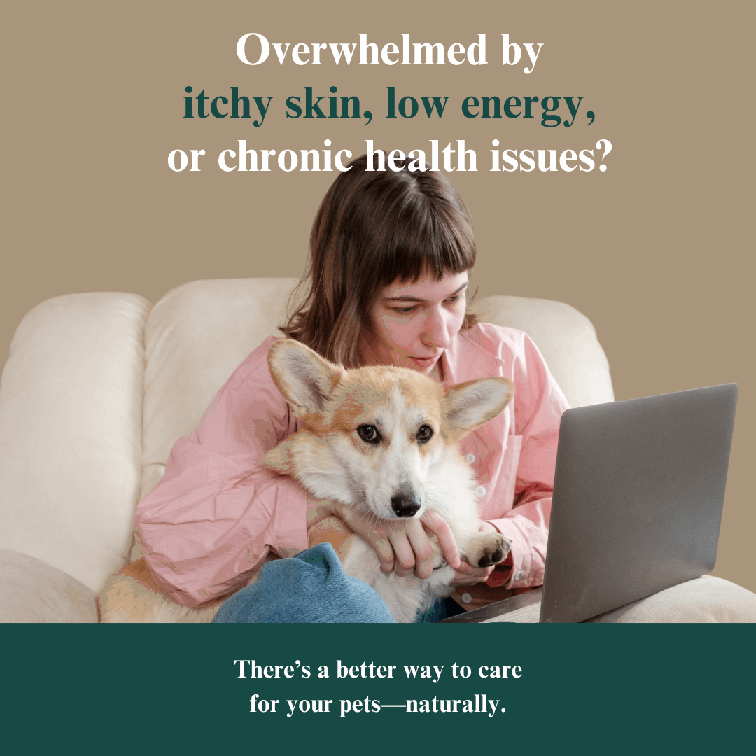 Whole Pet Wellness Academy: The Pet Parent Holistic Health Toolkit