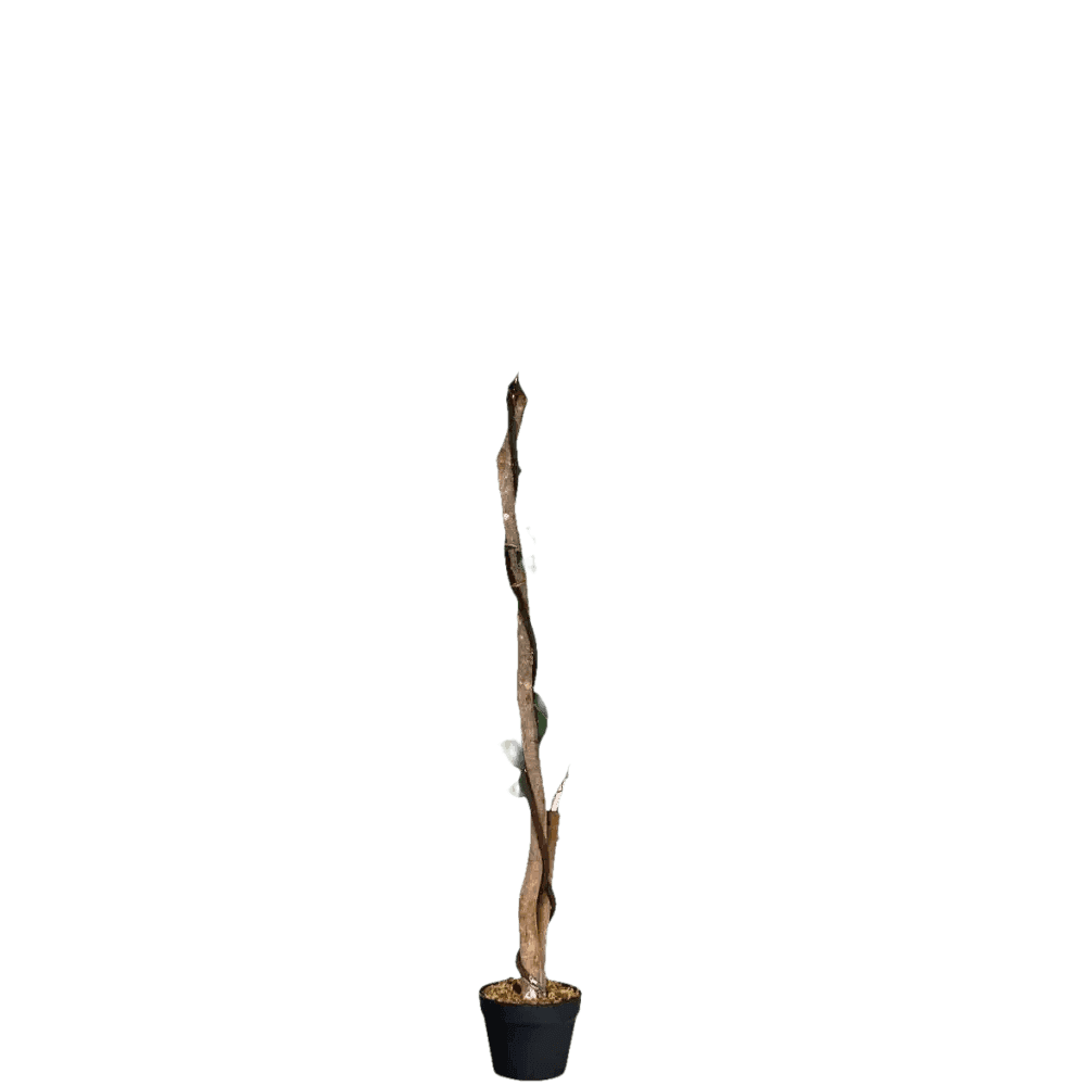 Artificial Ficus Silk Tree in Black Pot fake trees by House Nice Store